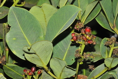Syzygium tamilnadensis